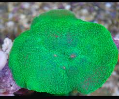 Elephant Ear Mush.; Green Super – Rhodactis sp. w/Scleractinia sp. - Corals