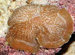 Giant Cup Mushroom - Discosoma sp. w/Scleractinia sp.