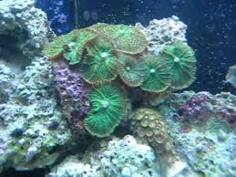 Green Mushroom; Single Polyp – Discosoma sp. w/ Scleractinia - Corals