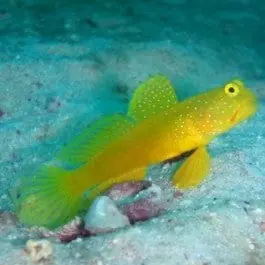 Yellow Watchman; C.B. – Cryptocentrus cinctus - Fish