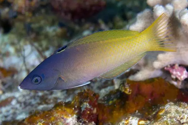 Purple Head Wrasse – Halichores prosopeion - Fish