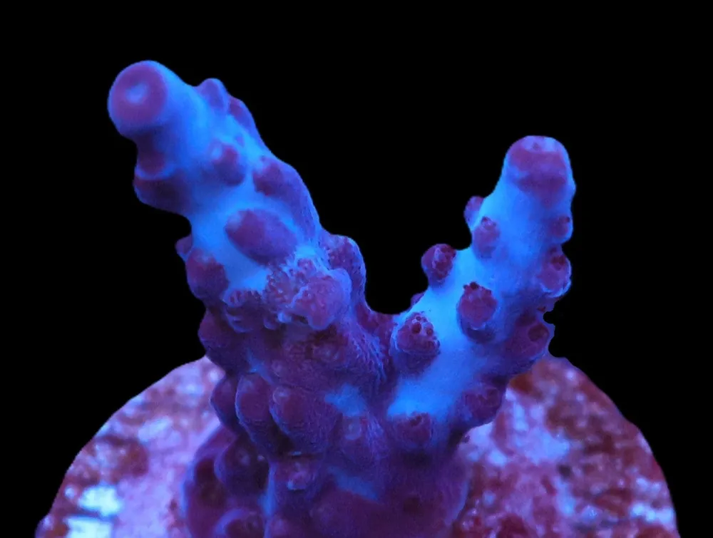 Indo Queen Acro Cultured - Acropora sp