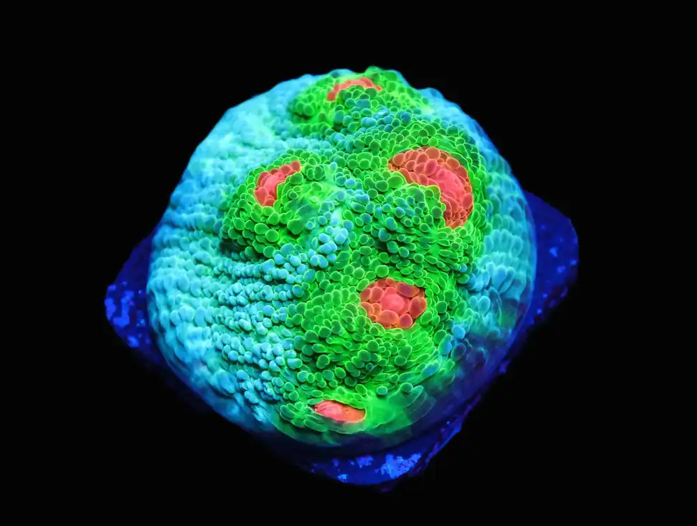 SDC Beach Party Chalice; Cultured – Echinophyllia sp - Corals