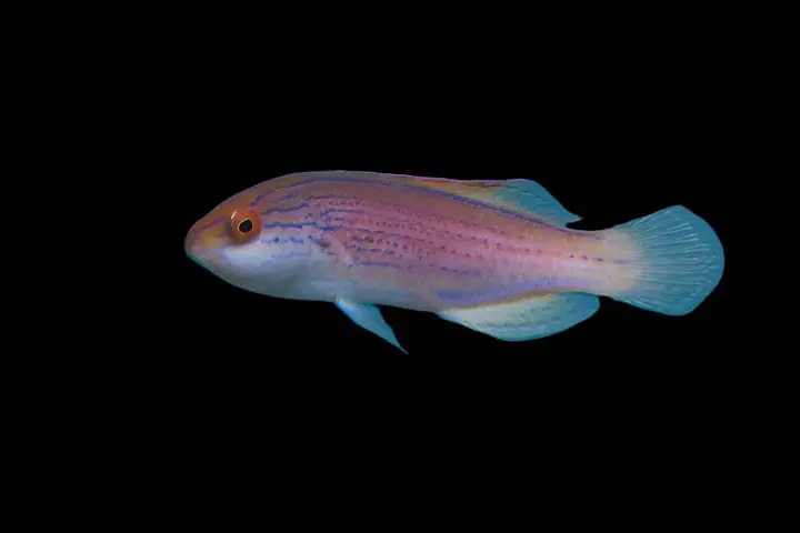 Lineatus Fairy Wrasse; Female; Australia – Cirrhilabrus lineatus - Fish