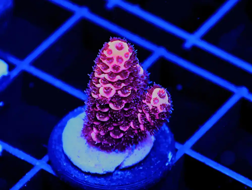Bubble Yum Acropora; Cultured - Acropora sp