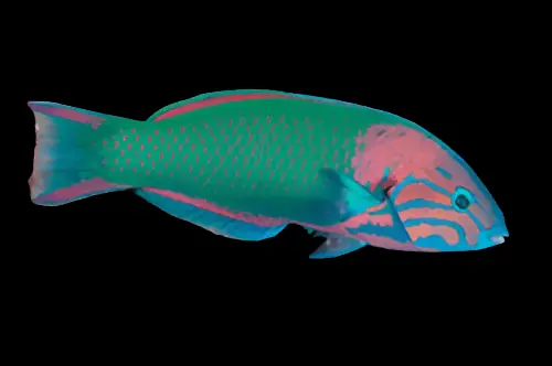 Sunset Wrasse; Costa Rica – Thalassoma grammaticum - Fish