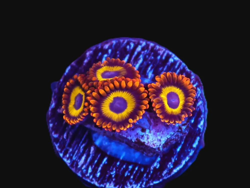 Fruit Loops Zoa; Cultured - Zoanthid sp
