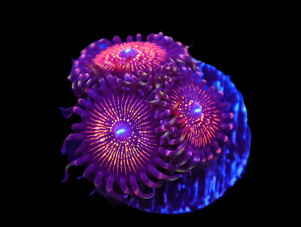 TSA God of War Zoa; Cultured – Zoanthid sp - Corals