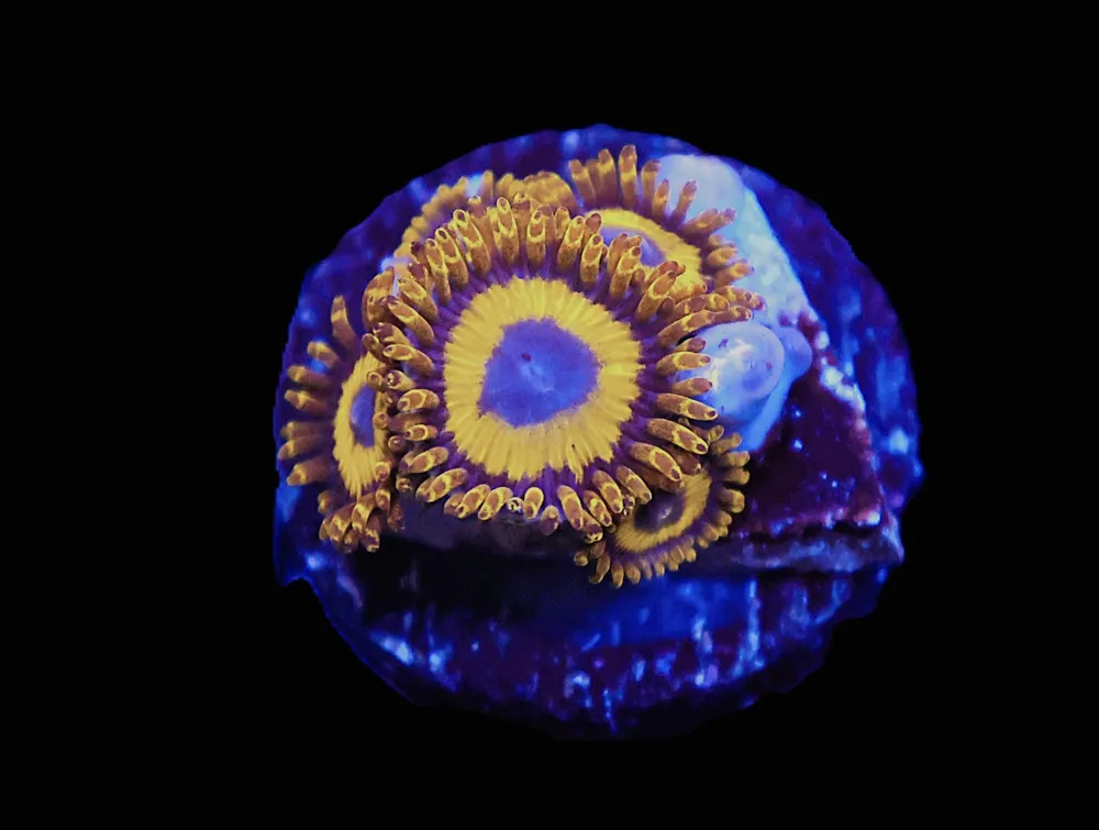 TSA LA Lakers Zoa; Cultured – Zoanthid sp - Corals