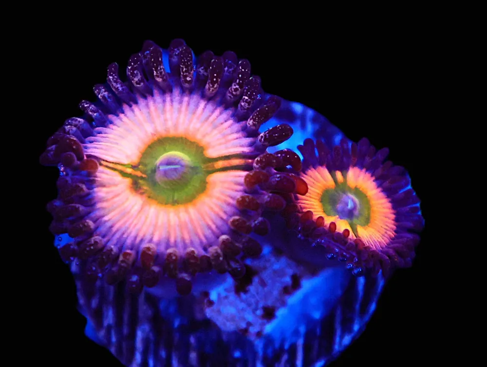 TSA Rainbow Infusion Zoa; Cultured – Zoanthid sp - Corals
