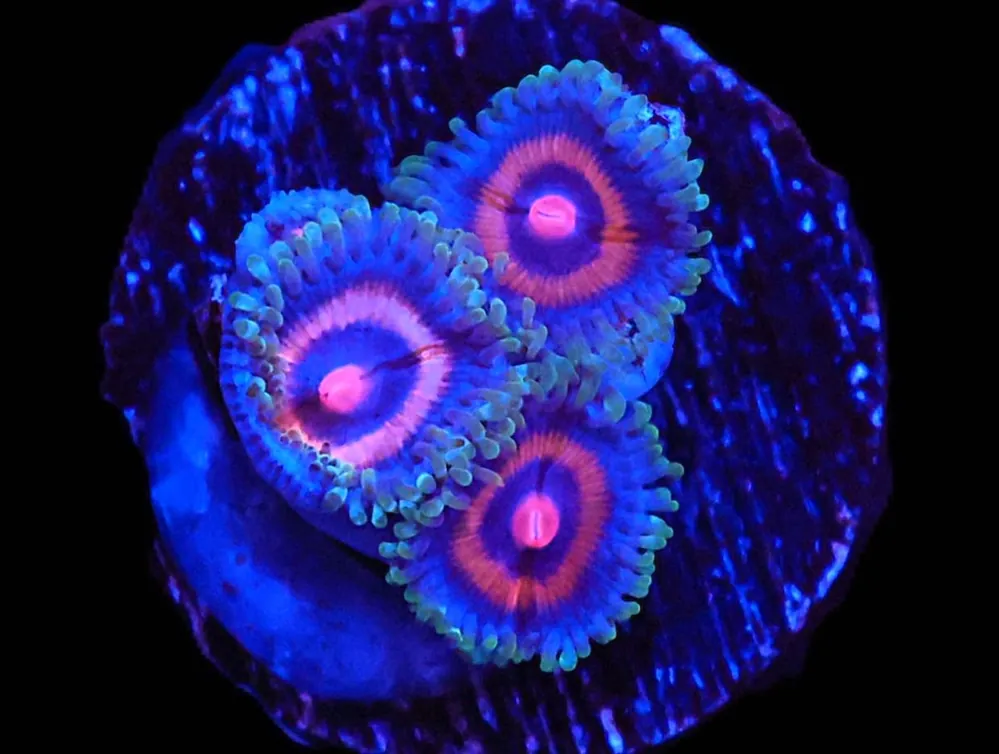 TSA Supergirls Zoa; Cultured – Zoanthid sp - Corals