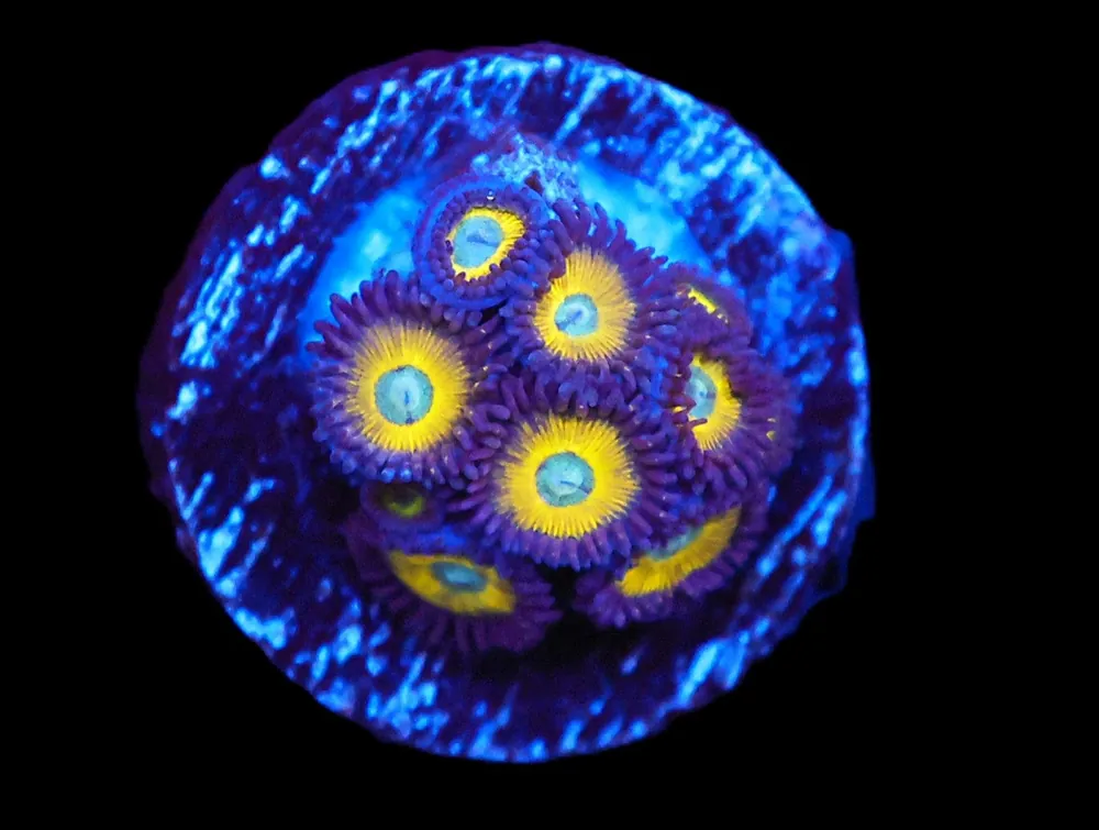 TSA Vulcan Blood Zoa; Cultured – Zoanthid sp - Corals