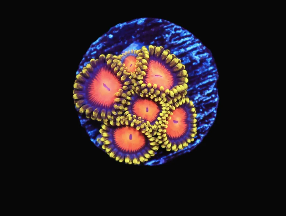 TSA Yellow Brick Road Zoa; Cultured – Zoanthid sp - Corals