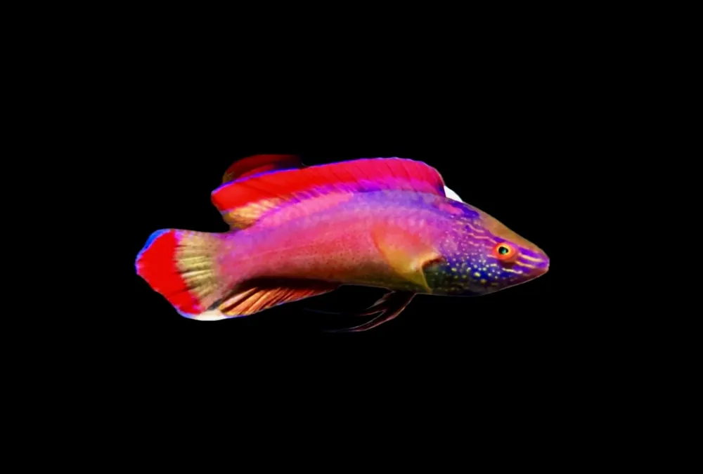 Red Margin Fairy; SUPER Male; Tonga – Cirrhilabrus rubromarginalis - Fish