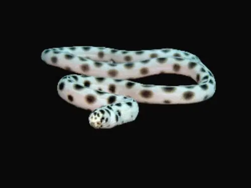 Spotted Snake Eel – Myrichthys tigrinus - Fish