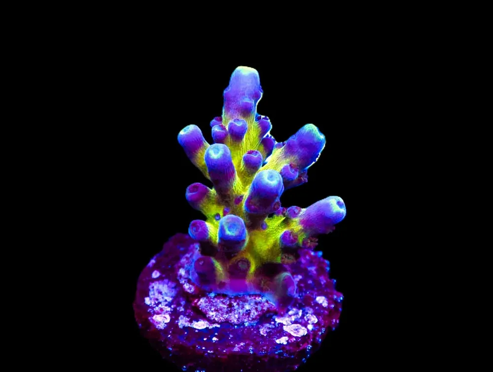 SDC Aussie Gold Tort Acro; Cultured – Acropora sp - Corals