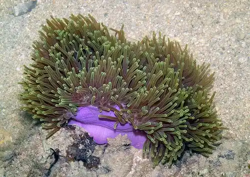Ritteri Anemone; Ultra - Heteractis magnifica