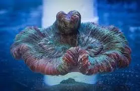 Round Brain Coral; Green – Trachyphyllia geoffroyi - Corals