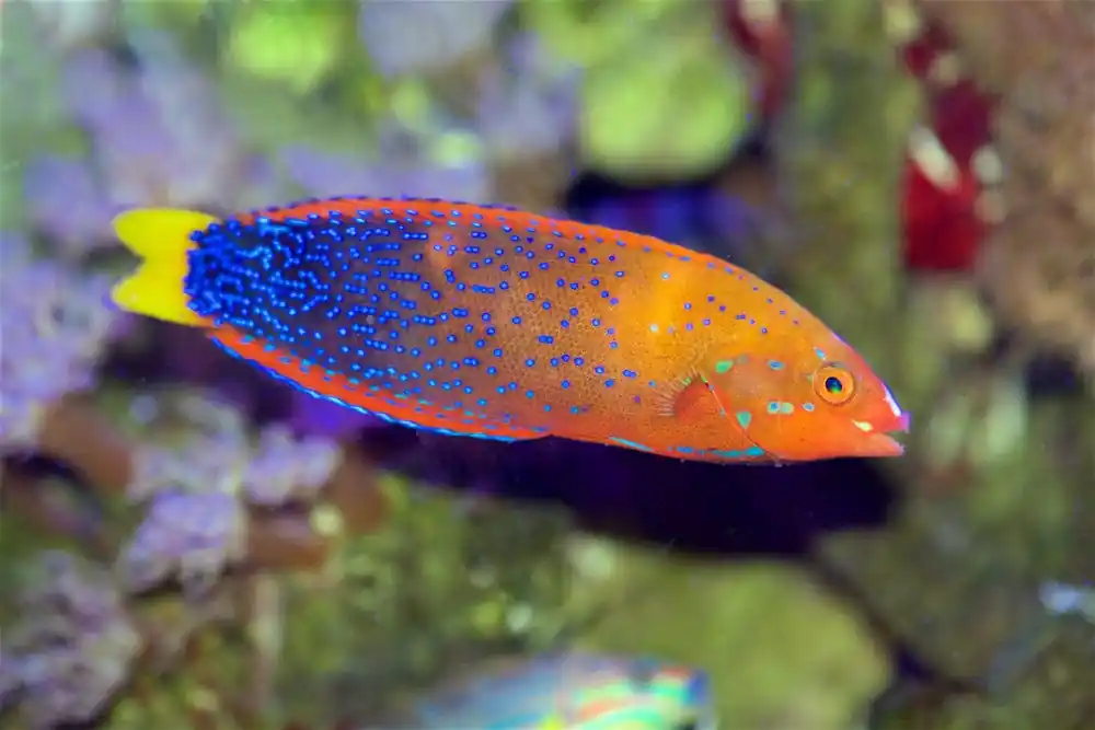 Red Coris Wrasse – Coris gaimard - Fish