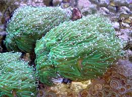 Torch Coral; Metallic – Euphyllia glabrescens - Corals