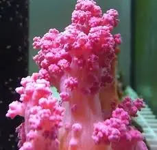 Pink Cauliflower Coral – Scleronepthya sp. w/ Scleractinia - Corals