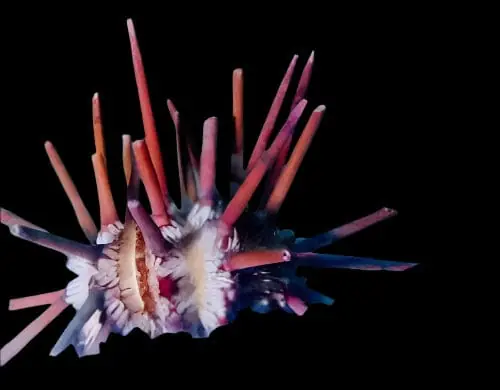 Pencil Urchin; Atl. – Eucidaris tribuloides - Saltwater