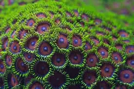 Colony Rock; Eagle Eye Super – Zoanthus sp. w/Scleractinia - Corals