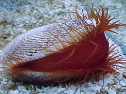 Flame Scallop; Atl. – Lima sp. - Invertebrates