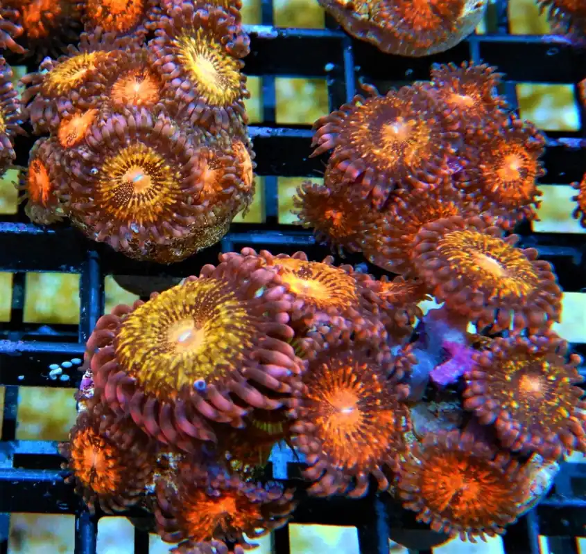 Mohican Sun Polyp; Cultured – Palythoa sp. - Corals