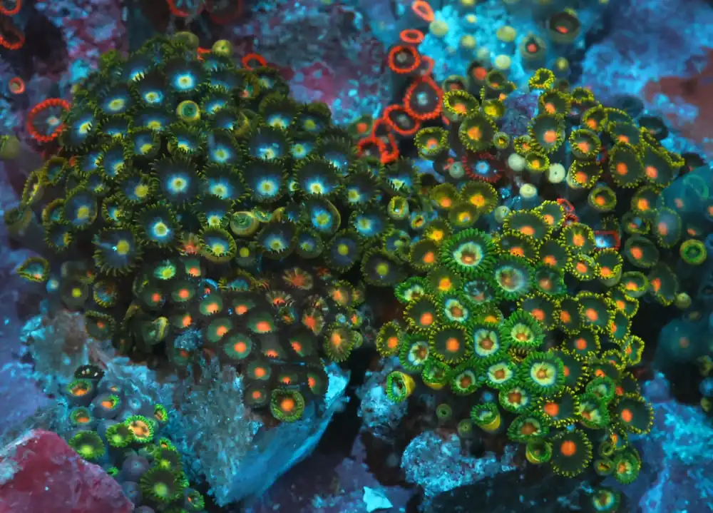 Colony Rock; Super – Zoanthus sp. w/Scleractinia - Corals