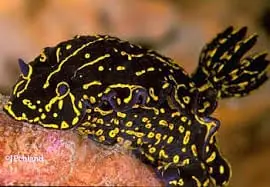 Greek Goddess Slug; Atl. – Hypselodoris edenticulata - Invertebrates