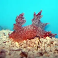 Orange Dragon Slug – Chromodoris sp. - Invertebrates