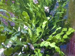 Money Plant; Rock – Halimeda sp. - Invertebrates