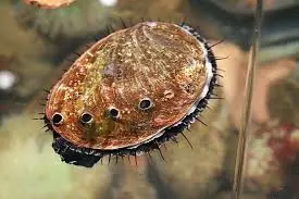 Abalone Racer; Fuzzy Tiger – Haliotis asinina - Invertebrates