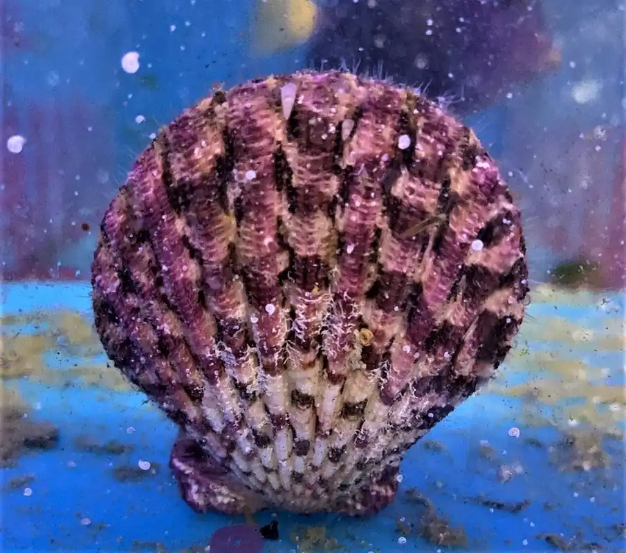 Purple Tiger Scallop – Gloriapallium sp - Invertebrates