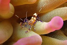 Anemone Phantom Shrimp – Periclimenes sp. - Invertebrates