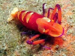 Emperor Shrimp; Red – Periclimenes sp. - Invertebrates