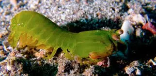 Mantis Shrimp; Colored – Odontodactylus sp. - Saltwater