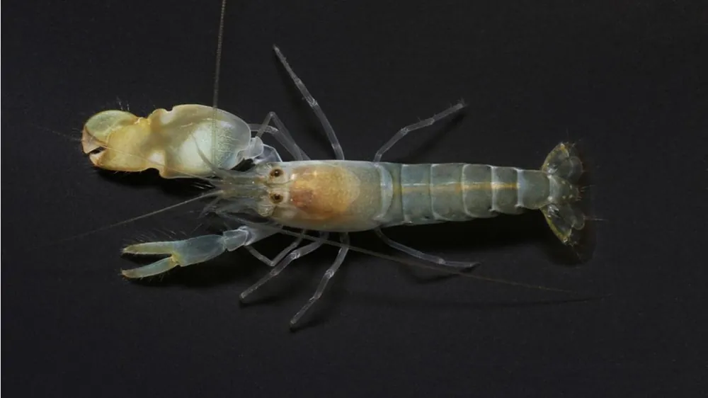 Pistol Shrimp; Atl. - Alpheus sp.