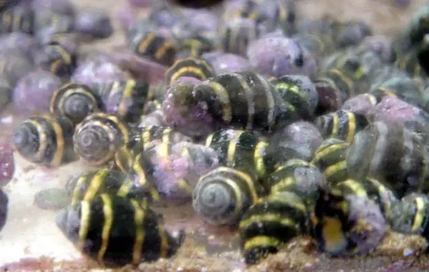 Bumble Bee Snail; Mar. – Engina sp. - Invertebrates
