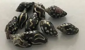 Lightning Dove Snail – Pictocolumbella ocellata - Invertebrates