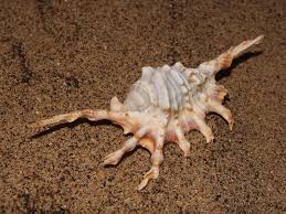 Spider Conch – Lambis lambis - Invertebrates