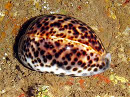 Tiger Cowrie – Cypraea tigris - Invertebrates