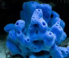 Blue Sponge – Haliclona sp. - Invertebrates