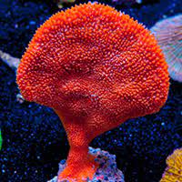 Fan Sponge; Red Orange – Clathria sp - Invertebrates