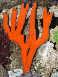 Finger Sponge; Orange; Atl. – Ptilocaulis sp. - Invertebrates