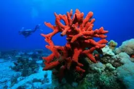 Finger Sponge; Red; Atl. – Ptilocaulis sp. - Invertebrates