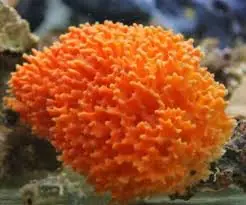 Orange Sponge – Clathria sp. - Invertebrates