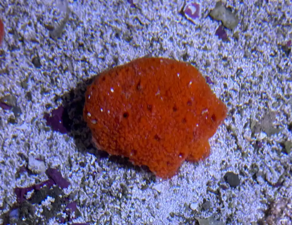Orange Sponge; Atl. – - Invertebrates
