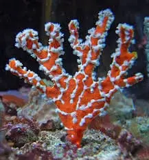 Spider Sponge (White Line Sponge); Australia – Trikentrion flabelliforme - Invertebrates